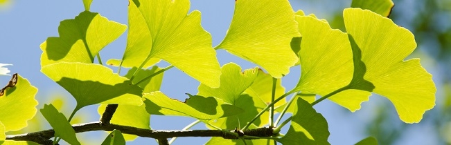 Ginkgo