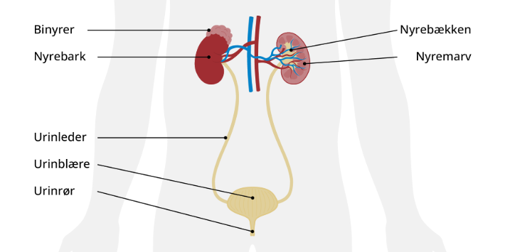 Nyrer- og urinblære