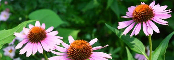 Echinacea